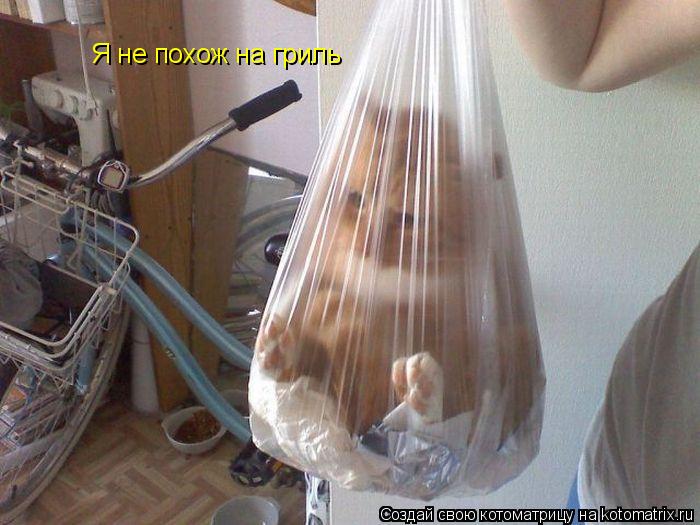 Котоматрица: Я не похож на гриль