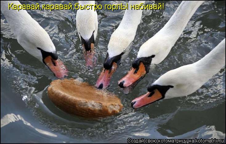 Котоматрица: Каравай,каравай,быстро горлЫ набивай!