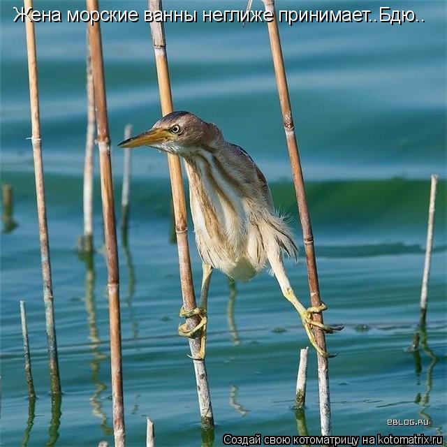 Котоматрица: Жена морские ванны неглиже принимает..Бдю..