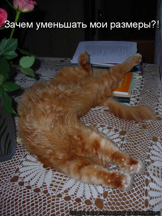 Котоматрица: Зачем уменьшать мои размеры?!