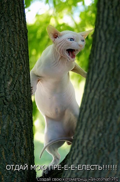 Котоматрица: ОТДАЙ МОЮ ПРЕ-Е-Е-ЕЛЕСТЬ!!!!!!