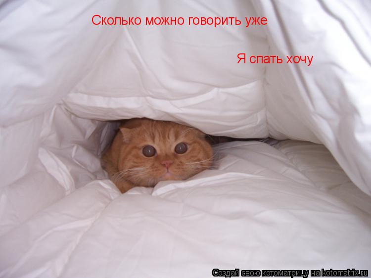 Котоматрица: Сколько можно говорить уже Я спать хочу