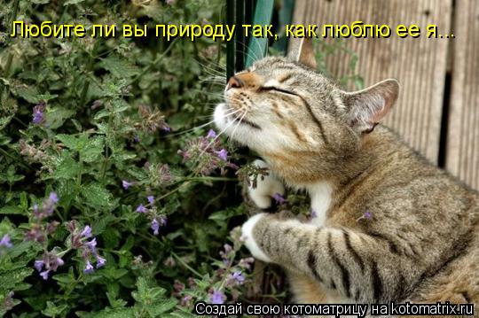 Котоматрица: Любите ли вы природу так, как люблю ее я...