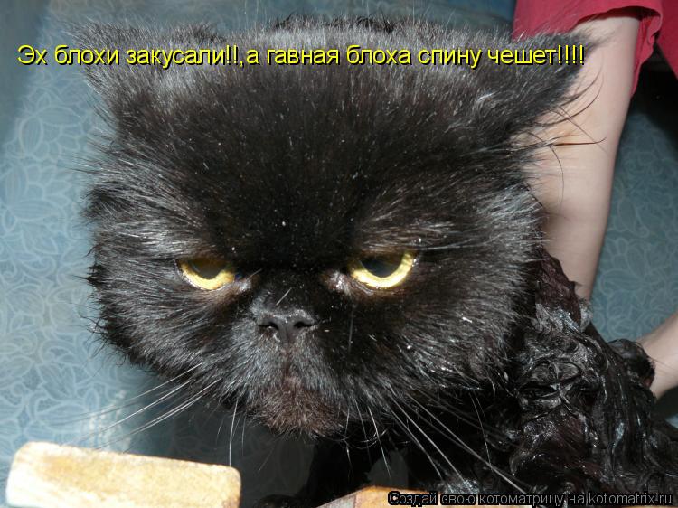 Котоматрица: Эх блохи закусали!!,а гавная блоха спину чешет!!!!