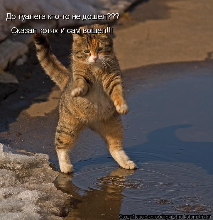 Котоматрица: До туалета кто-то не дошёл??? Сказал котях и сам вошёл!!!