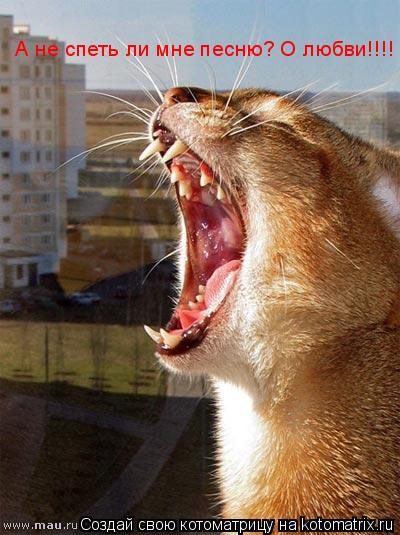 Котоматрица: А не спеть ли мне песню? О любви!!!!