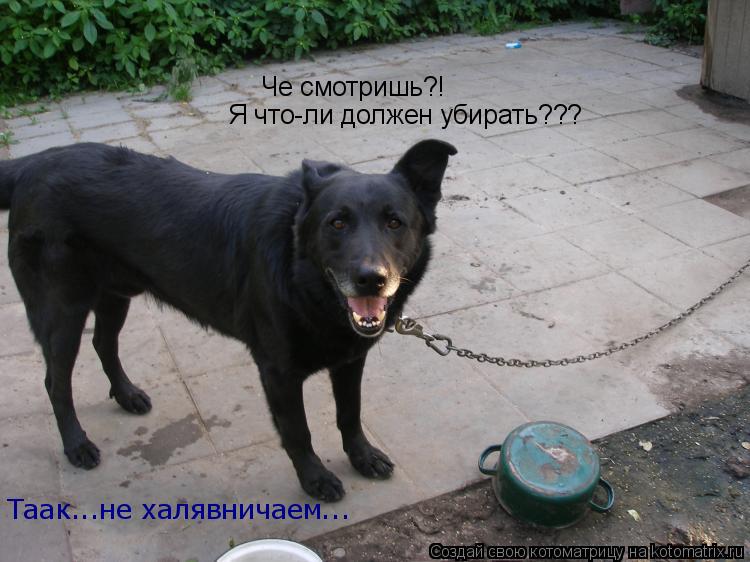 Котоматрица: Че смотришь?! Я что-ли должен убирать??? Я что-ли должен убирать??? Таак...не халявничаем...