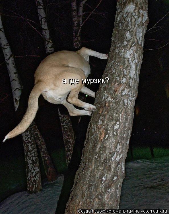 Котоматрица: а где мурзик?