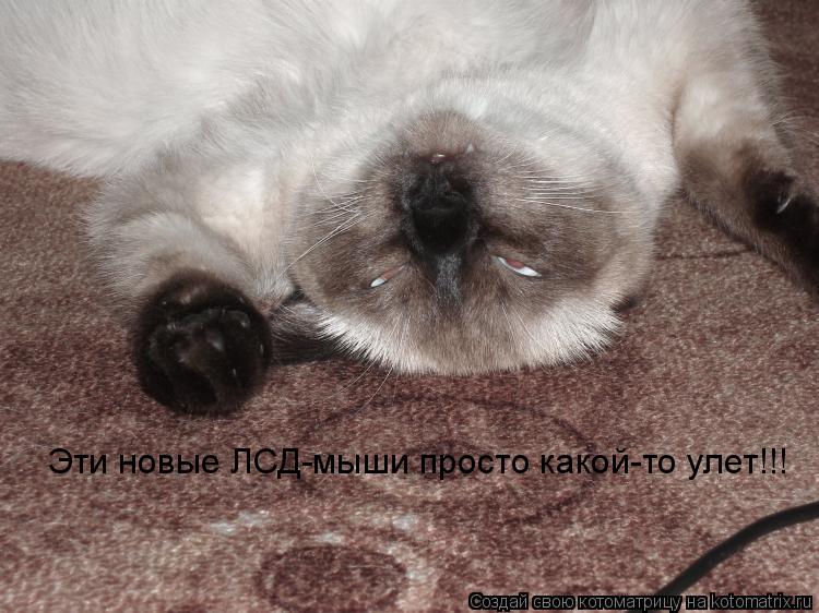 Котоматрица: Эти новые ЛСД-мыши просто какой-то улет!!!