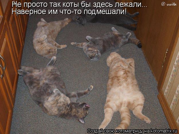 Котоматрица: Не просто так коты бы здесь лежали... Наверное им что-то подмешали!