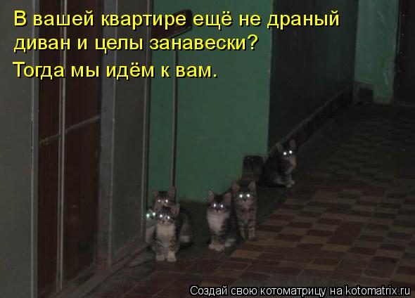 Котоматрица: В вашей квартире ещё не драный  диван и целы занавески? Тогда мы идём к вам.
