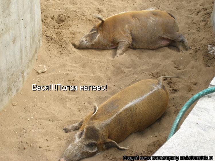 Котоматрица: Вася!!!Ползи налево!