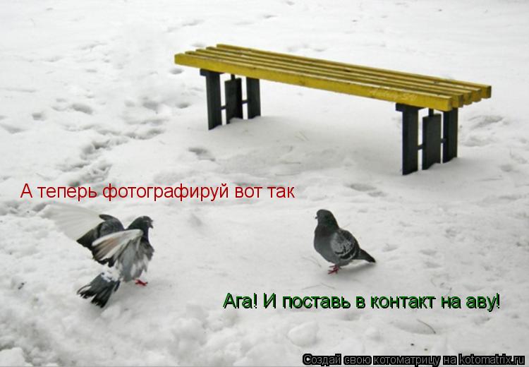 Котоматрица: А теперь фотографируй вот так Ага! И поставь в контакт на аву!