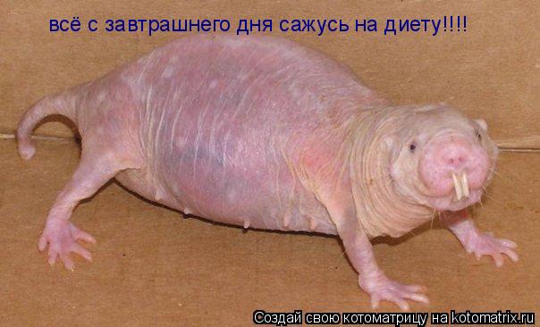 Котоматрица: всё с завтрашнего дня сажусь на диету!!!!