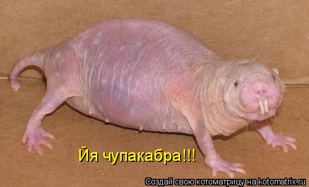 Котоматрица: Йя чупакабра!!!