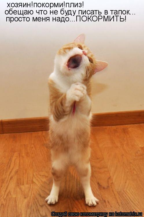 Котоматрица: хозяин!покорми!плиз! обещаю что не буду писать в тапок... просто меня надо...ПОКОРМИТЬ!