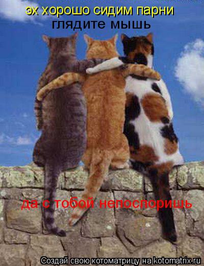 Котоматрица: эх хорошо сидим парни  глядите мышь да с тобой непоспоришь