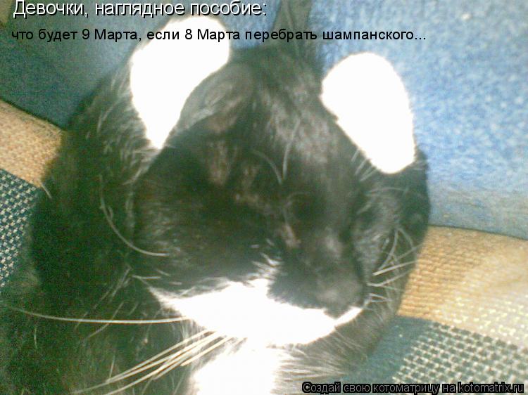 Котоматрица: Девочки, наглядное пособие: что будет 9 Марта, если 8 Марта перебрать шампанского...