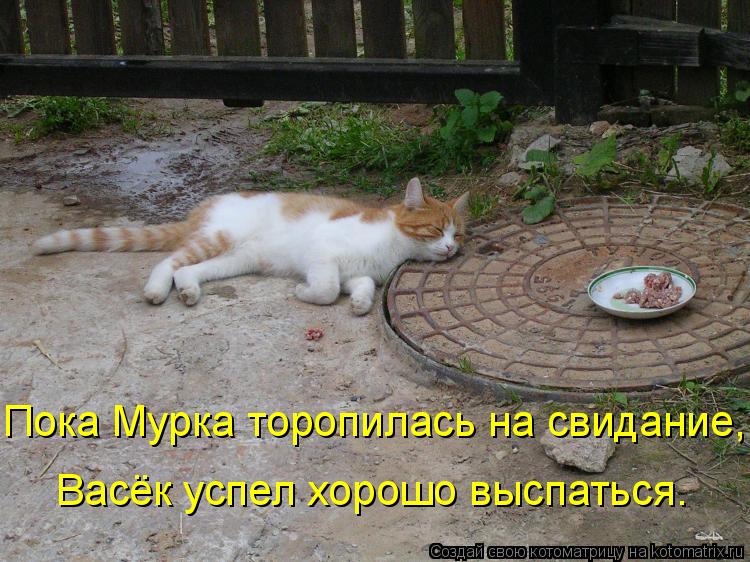 Котоматрица: Пока Мурка торопилась на свидание, Васёк успел хорошо выспаться.