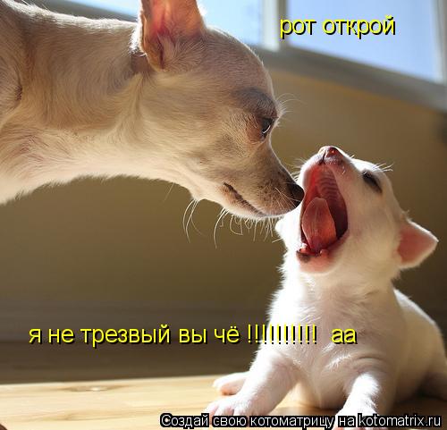 Котоматрица: рот открой я не трезвый вы чё !!!!!!!!!!  аа