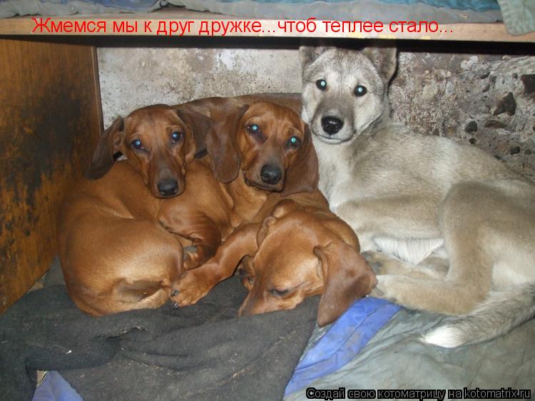 Котоматрица: Жмемся мы к друг дружке...чтоб теплее стало...