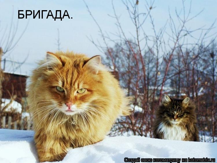 Котоматрица: БРИГАДА.