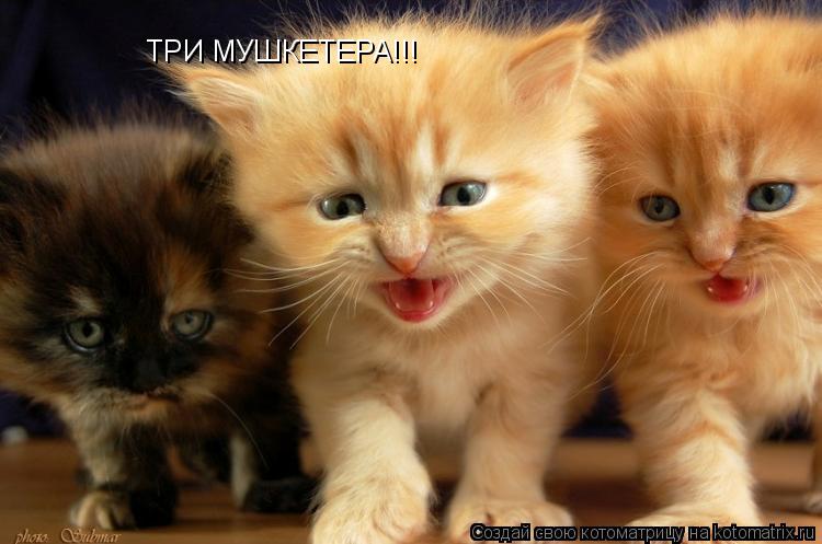 Котоматрица: ТРИ МУШКЕТЕРА!!!