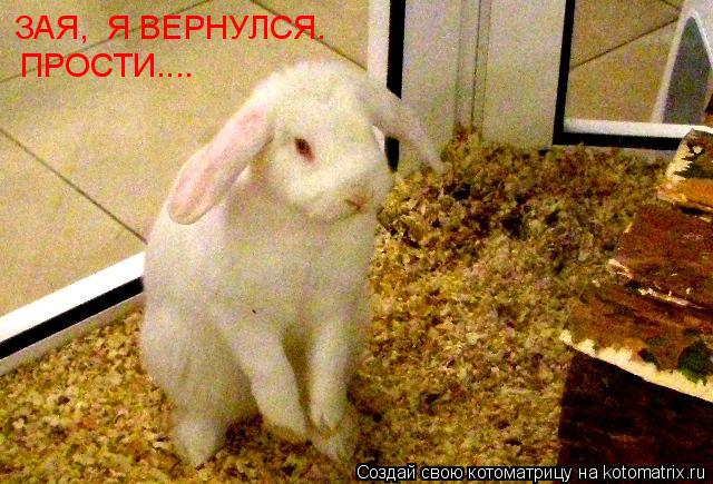 Котоматрица: ЗАЯ,  Я ВЕРНУЛСЯ. ПРОСТИ....