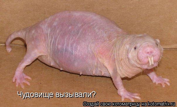 Котоматрица: Чудовище вызывали?