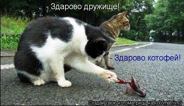 Котоматрица: - Здарово дружище! - Здарово котофей!