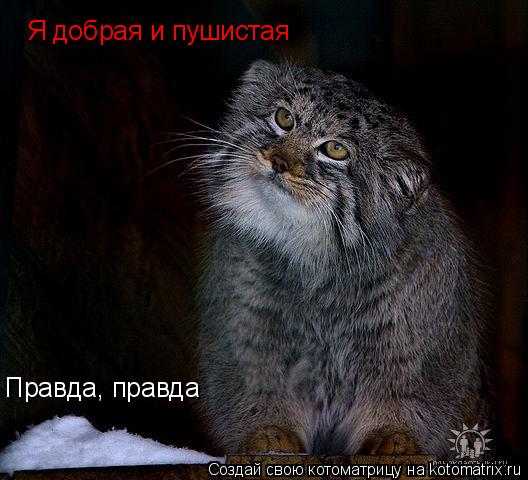 Котоматрица: Правда, правда Я добрая и пушистая