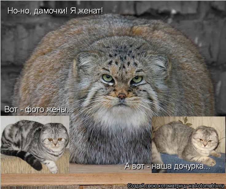 Котоматрица: Но-но, дамочки! Я женат! Вот - фото жены... А вот - наша дочурка...