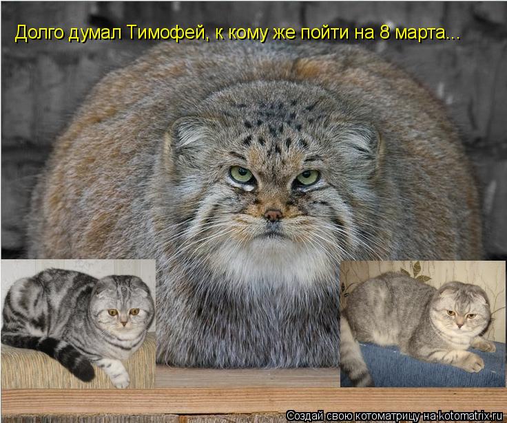 Котоматрица: Долго думал Тимофей, к кому же пойти на 8 марта...