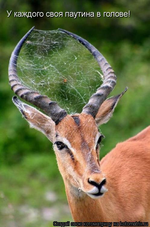 Котоматрица: У каждого своя паутина в голове!