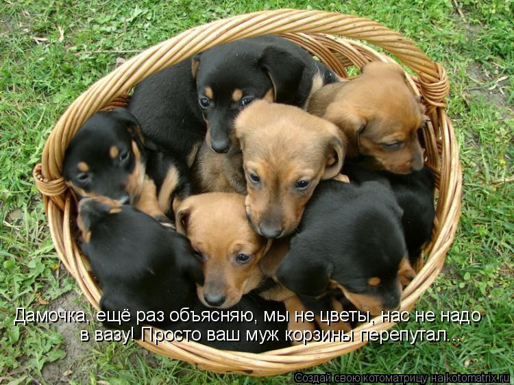 Котоматрица: Дамочка, ещё раз объясняю, мы не цветы, нас не надо  в вазу! Просто ваш муж корзины перепутал...
