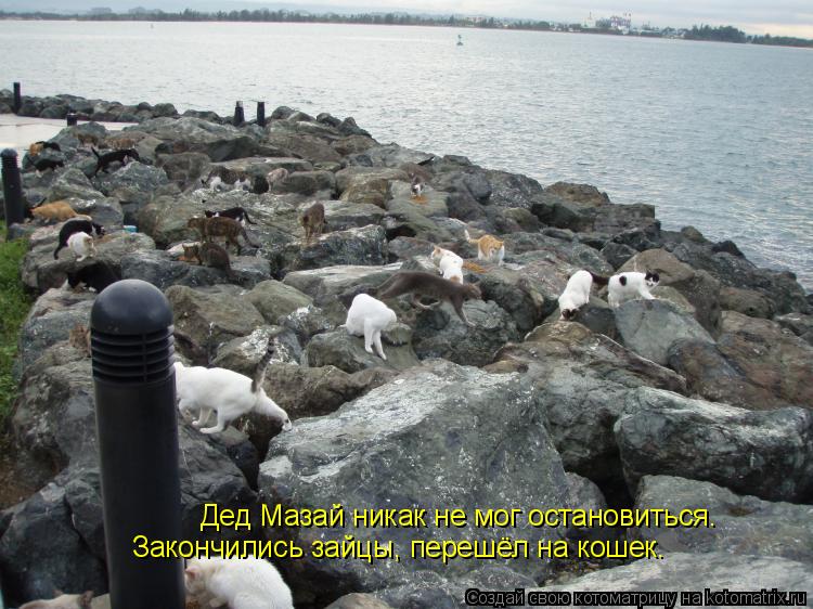 Котоматрица: Дед Мазай никак не мог остановиться. Закончились зайцы, перешёл на кошек.