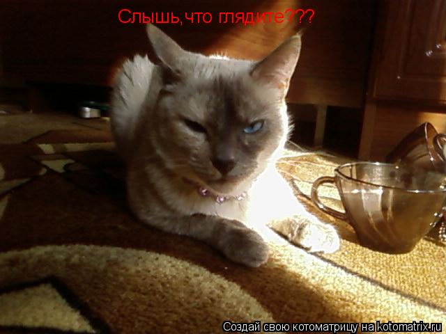 Котоматрица: Слышь,что глядите???