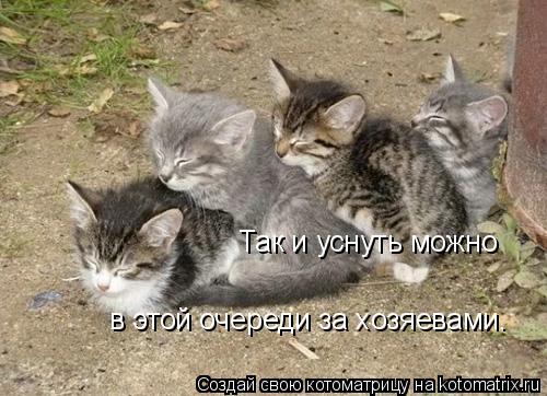 Так и уснуть можно в этой очереди за хозяевами.... Котоматрица: Так и уснуть можно в этой очереди за хозяевами.