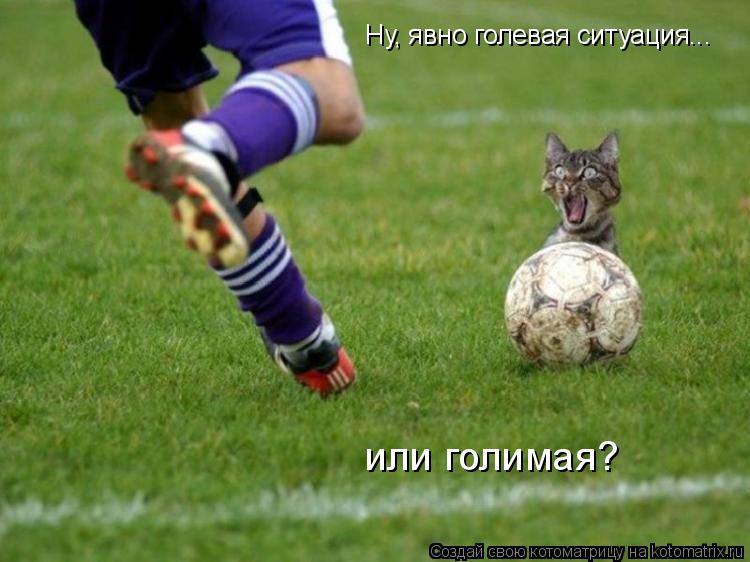 Котоматрица: Ну, явно голевая ситуация...  или голимая?