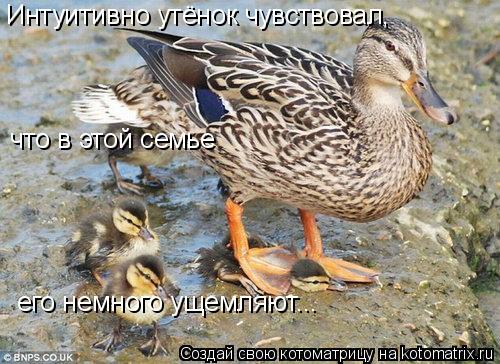 Котоматрица: Интуитивно утёнок чувствовал, что в этой семье его немного ущемляют...