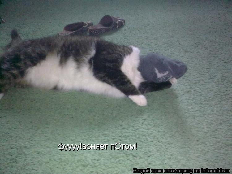 Котоматрица: фуууу!воняет пОтом!