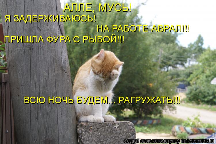 Котоматрица: АЛЛЕ, МУСЬ! Я ЗАДЕРЖИВАЮСЬ! НА РАБОТЕ АВРАЛ!!! ПРИШЛА ФУРА С РЫБОЙ!!! ВСЮ НОЧЬ БУДЕМ... РАГРУЖАТЬ!!!