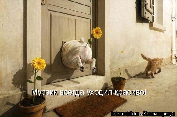 Котоматрица: Мурзик всегда уходил красиво!