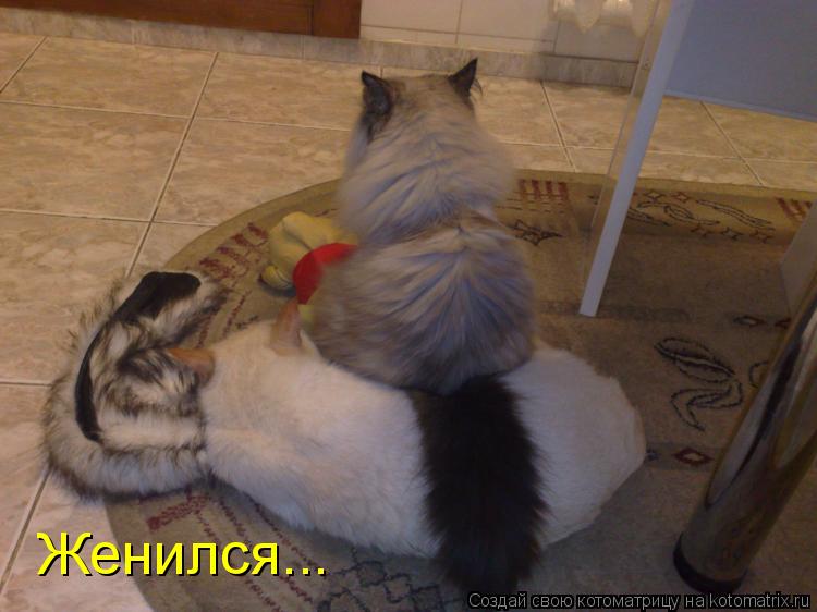 Котоматрица: Женился...