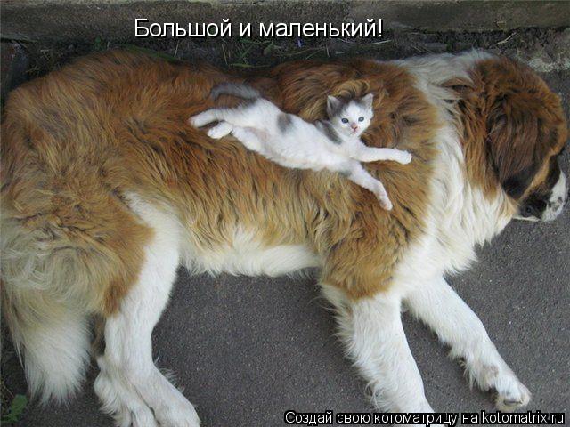 Котоматрица: Большой и маленький!