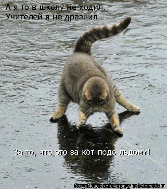 Котоматрица: А я то в школу не ходил,  Учителей я не дразнил За то, что это за кот подо льдом?!