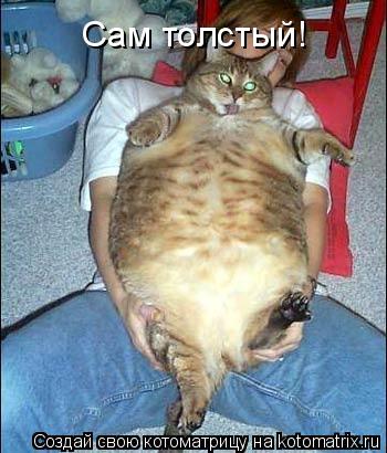 Котоматрица: Сам толстый!