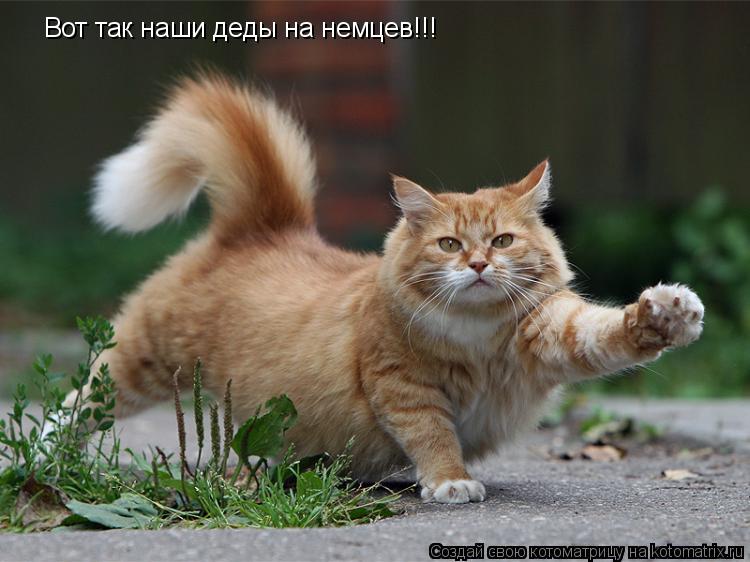 Котоматрица: Вот так наши деды на немцев!!!