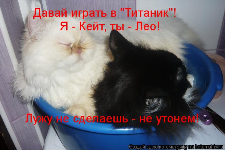 Котоматрица: Давай играть в "Титаник"! Я - Кейт, ты - Лео! Лужу не сделаешь - не утонем!