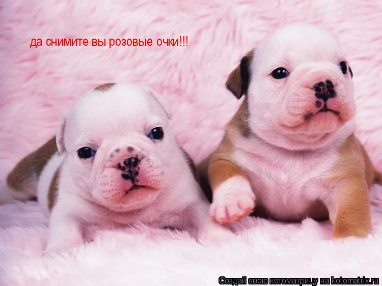 Котоматрица: да снимите вы розовые очки!!!
